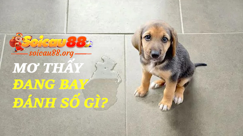 Mơ thấy đi tè đánh số gì để xả xui thật nhẹ, tiền về thật nặng?