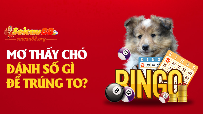 Mơ thấy chó đánh số gì để trúng to mà không cần “sủa” một tiếng nào?